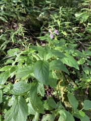 Stachys latidens