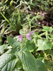 Stachys latidens