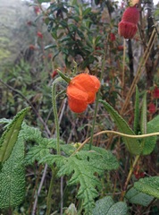 Caiophora contorta