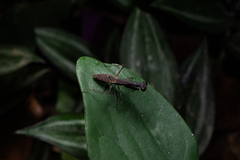 Bantia