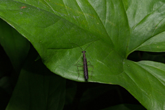 Bantia