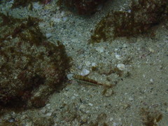 Serranus psittacinus