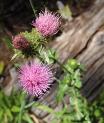 Cirsium remotifolium