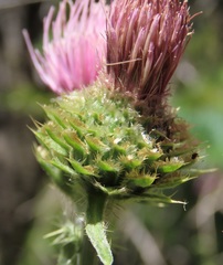 Cirsium remotifolium