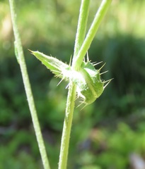Cirsium remotifolium