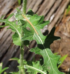 Cirsium remotifolium