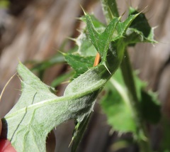 Cirsium remotifolium