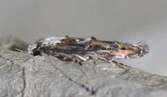 Mompha murtfeldtella