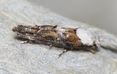 Mompha murtfeldtella