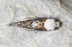 Mompha murtfeldtella