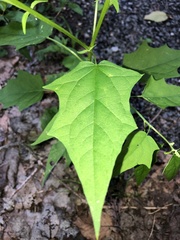 Chenopodiastrum hybridum