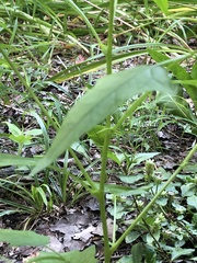 Chenopodiastrum hybridum