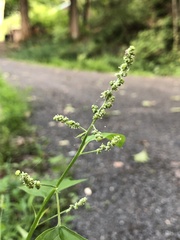 Chenopodiastrum hybridum