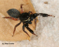 Metacyrba taeniola similis