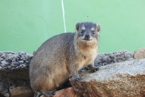 Rock Hyrax, photo 2 of 9