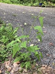 Chenopodiastrum hybridum