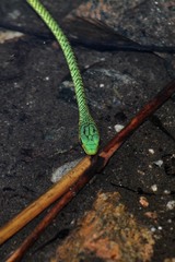 Philothamnus punctatus