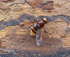 Volucella