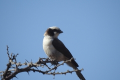 Eurocephalus anguitimens