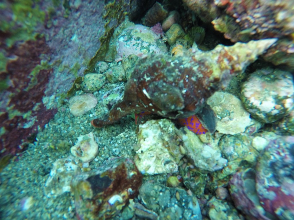 Panamanian Tulip Snail