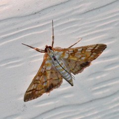 Epipagis fenestralis
