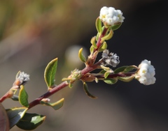 Phylica nervosa