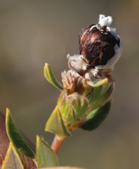 Phylica nervosa