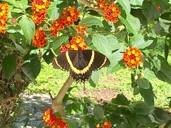 Papilio garamas garamas