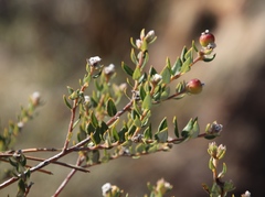 Phylica nervosa