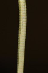 Philothamnus punctatus