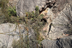 Phylica nervosa