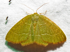 Thalera pistasciaria