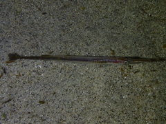 Aulorhynchus flavidus