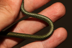 Philothamnus punctatus