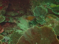 Pempheris vanicolensis