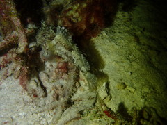 Batrachomoeus trispinosus