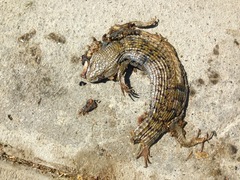 Elgaria multicarinata