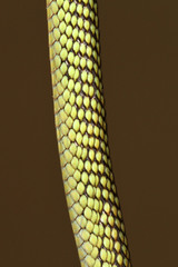 Philothamnus punctatus