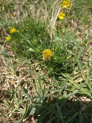 Helenium amarum