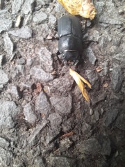 Dorcus parallelipipedus