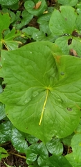 Trillium erectum