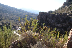 Serruria pedunculata