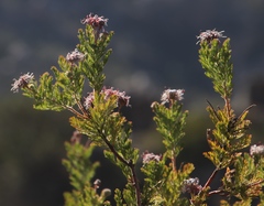 Serruria pedunculata