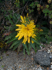 Hypochaeris sessiliflora