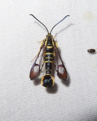 Synanthedon arkansasensis