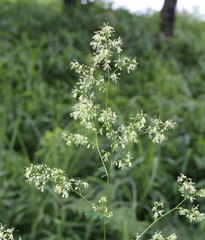 Thalictrum minus hypoleucum