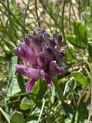 Trifolium parryi