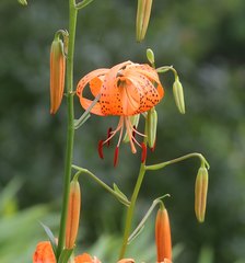 Lilium leichtlinii maximowiczii