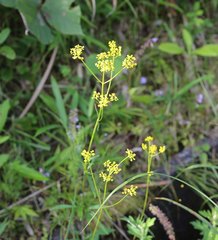 Patrinia scabiosifolia