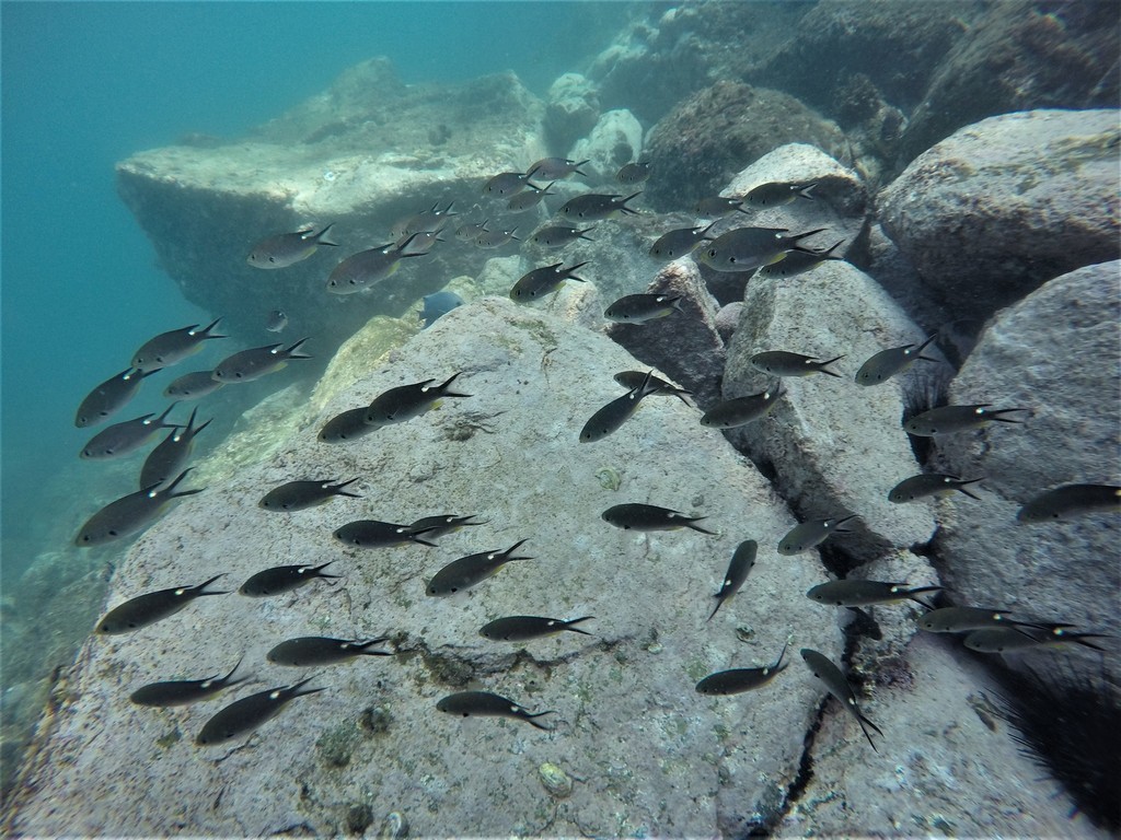 Scissortail damselfish